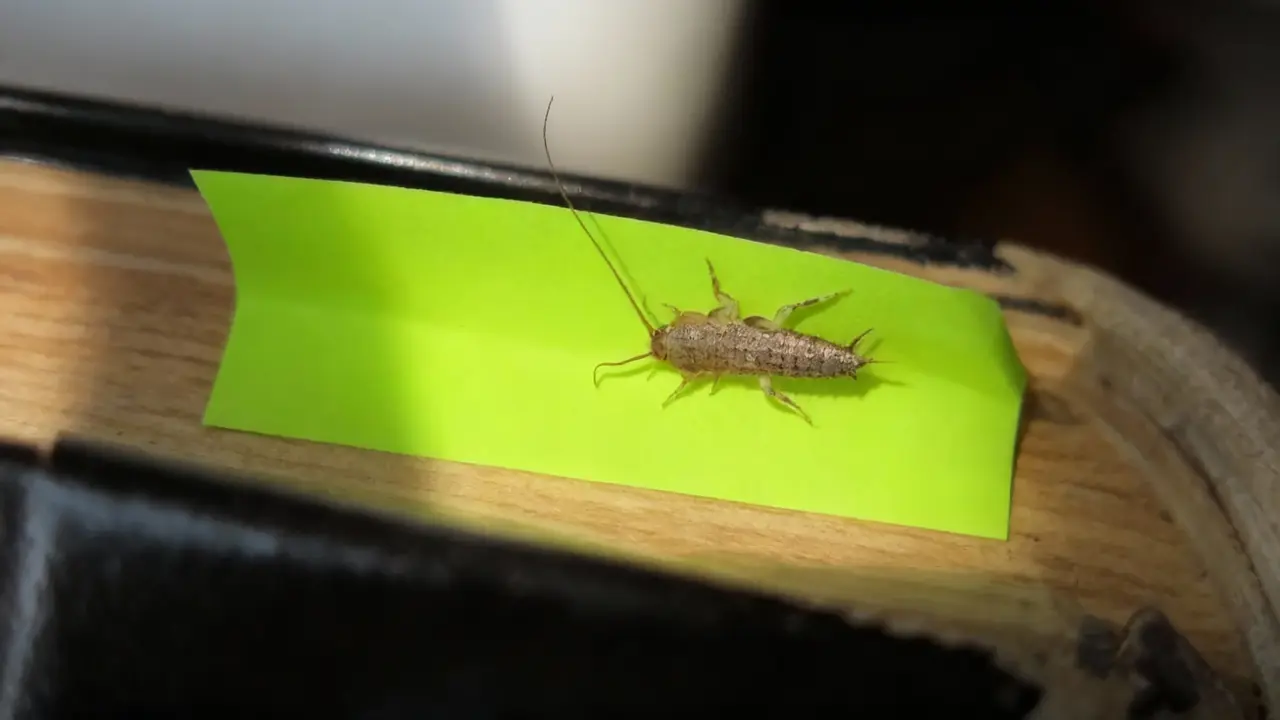 Pesciolino d'argento su un foglietto adesivo verde in una casa