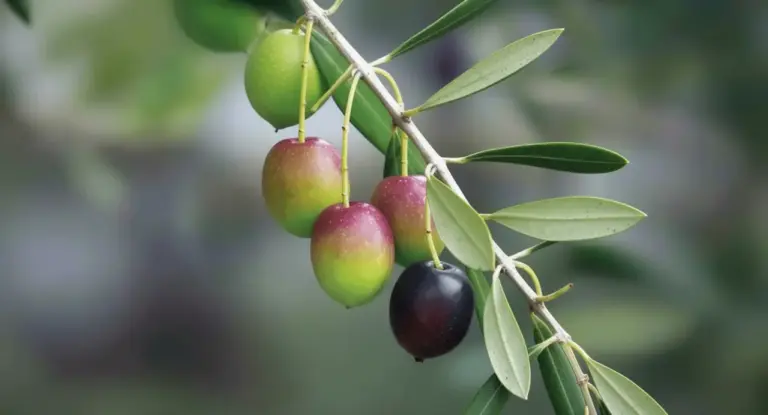 Ramo di ulivo con olive in diverse fasi di maturazione